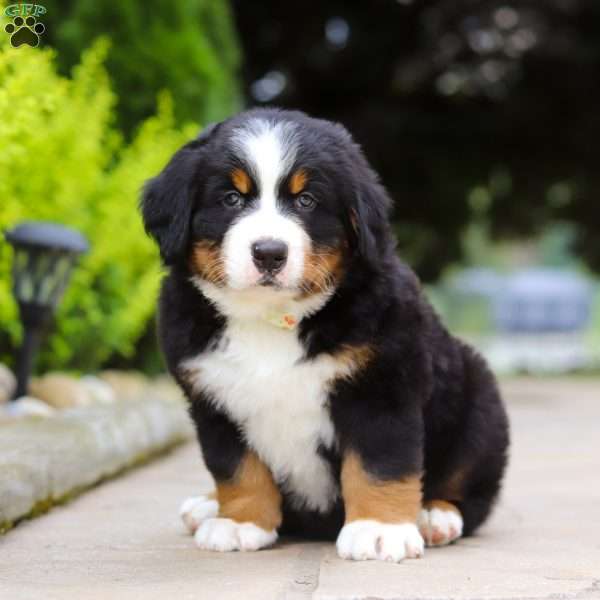 Sir Walter, Bernese Mountain Dog Puppy